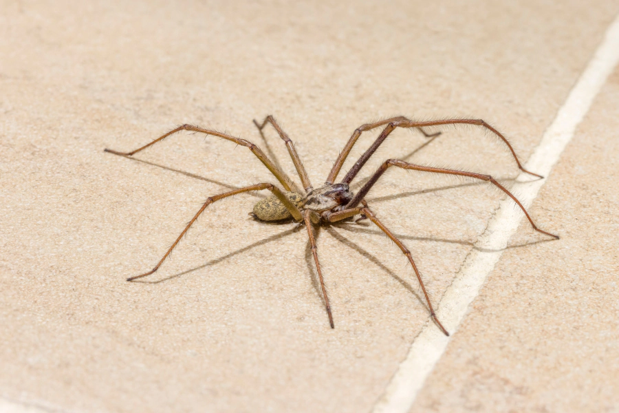 house spider in tile floor